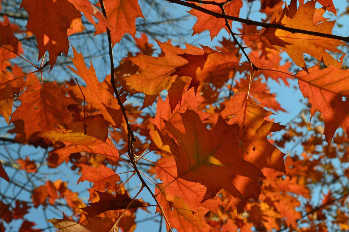 kyiv oblast brown maple leaves during daytime ukraine